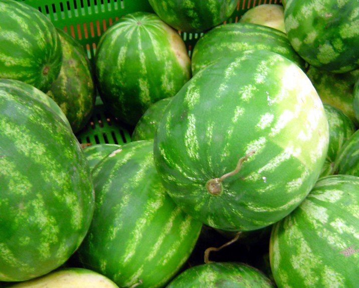 best of Watermellon with old eats year