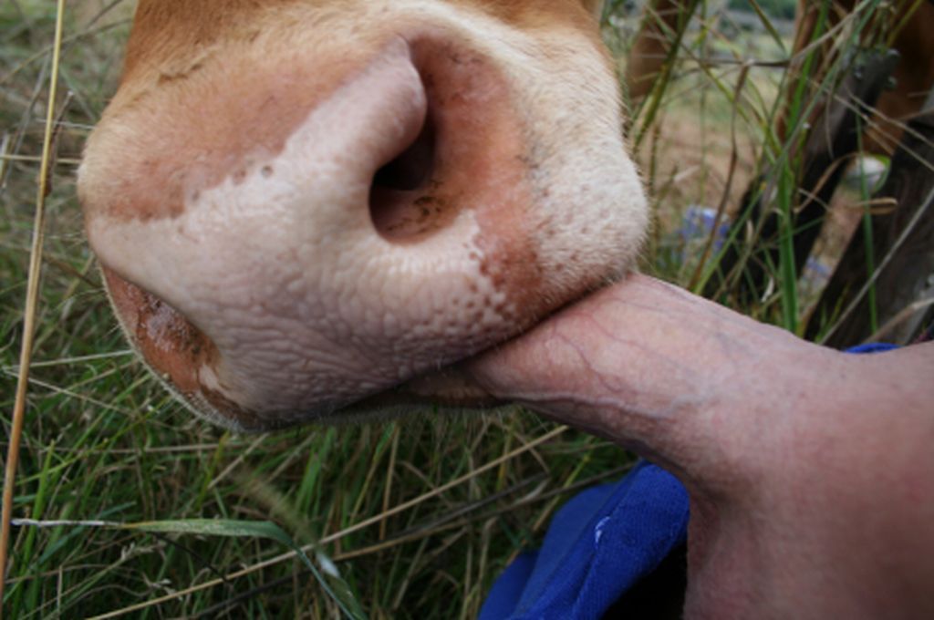 Chanel reccomend man getting blowjob by a calf