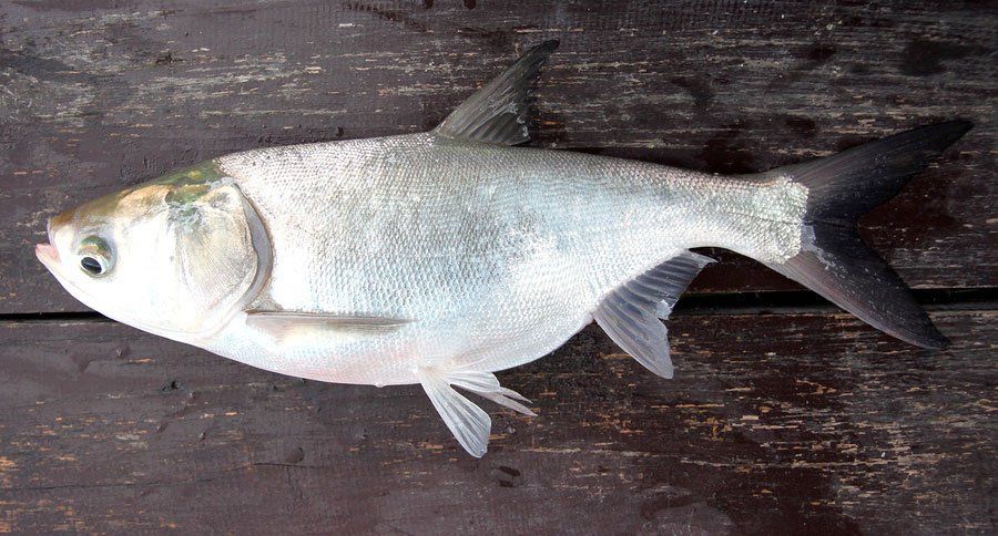 Quirk reccomend Asian carp physical descripation