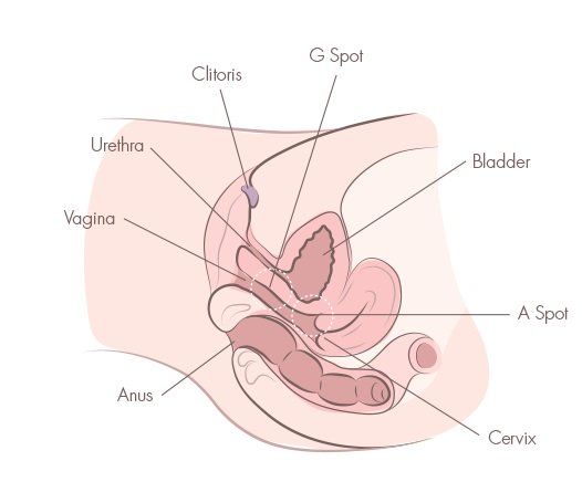 best of Squirt howto