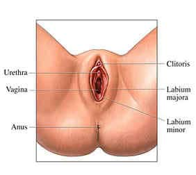 Troubleshoot reccomend Location of clit