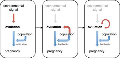 best of Of The orgasm mechanism