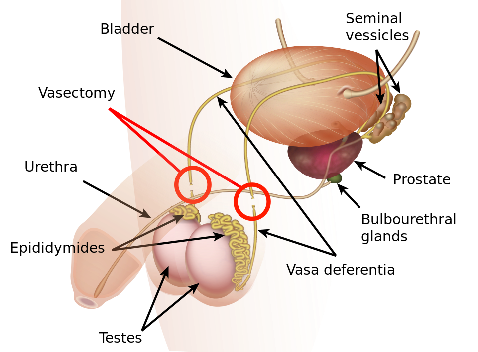 best of Of The orgasm mechanism