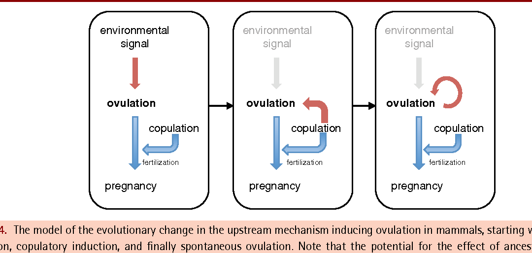 The mechanism of orgasm