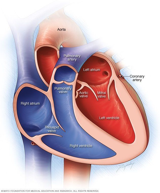 Colonel reccomend Heart palpitations and mitral valve facial