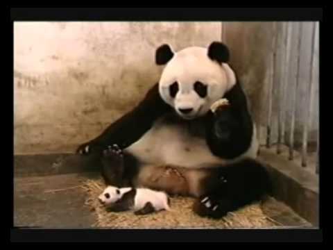 best of Sneeze Funny pandas