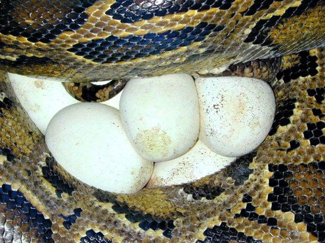 best of Facts fun Burmese python