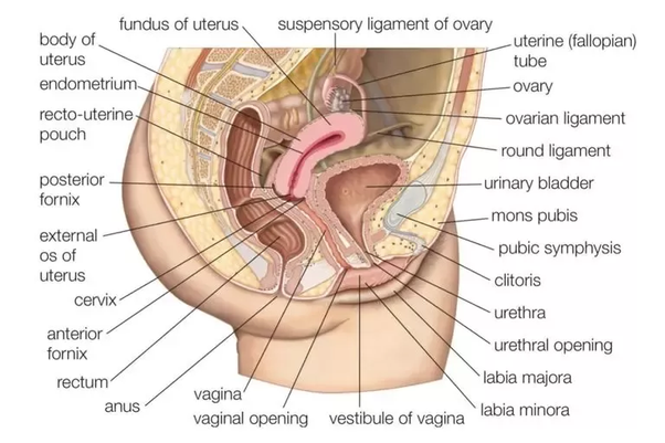 Shortbread reccomend Can you get pregnant during anal sex