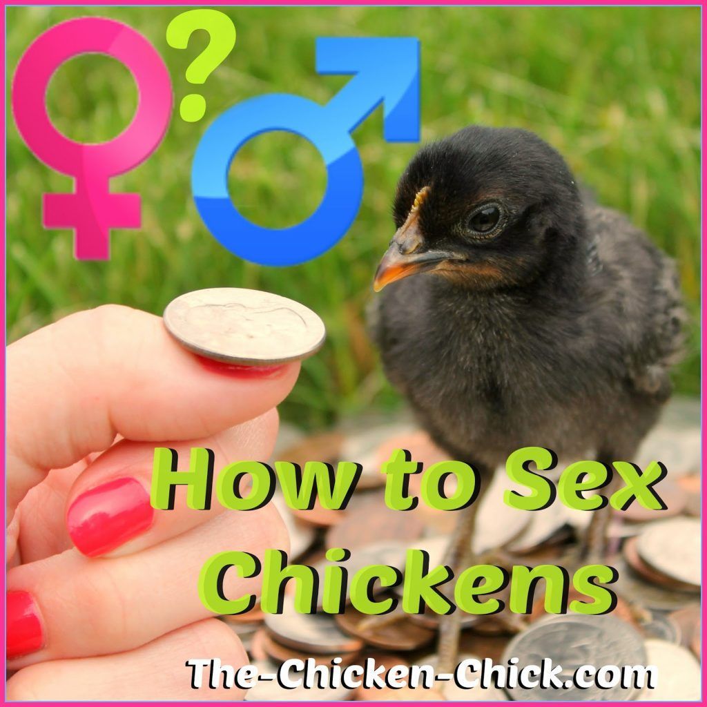 Chicken sex determination
