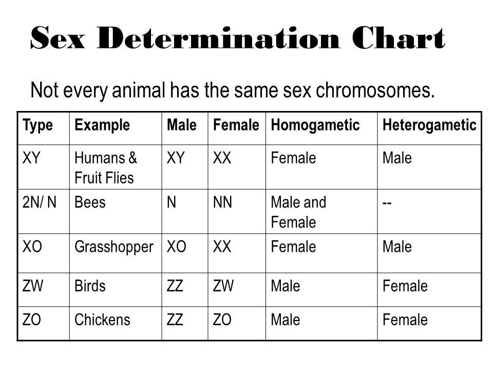 Knight reccomend Chicken sex determination