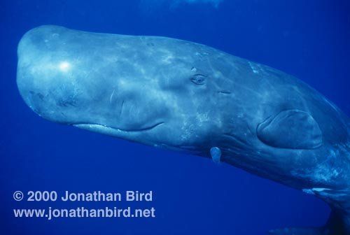 Leo reccomend Sperm whale information